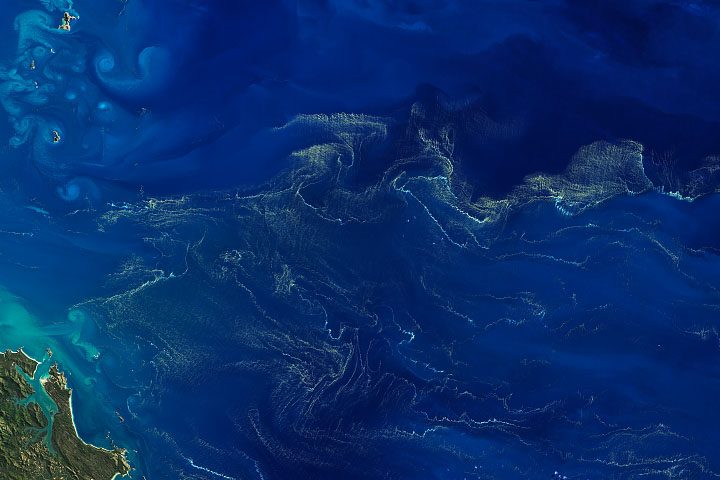 A Bloom of Nitrogen-Fixing Bacteria