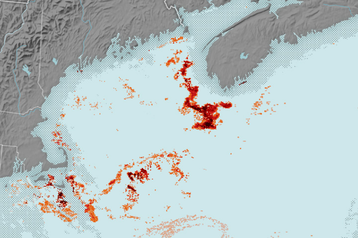Mapping the Tiny Plankton That Feed Giant Right Whales