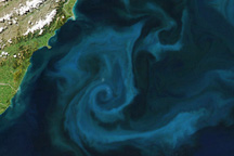 Spring Bloom in New Zealand Waters
