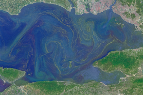 Blooms in the Sea of Marmara
