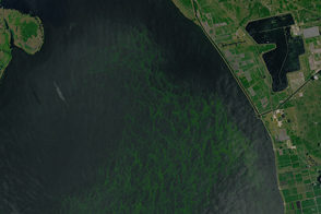 Bloom in Lake Okeechobee