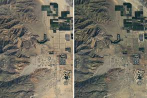 A California Desert Erupts in Wildflowers